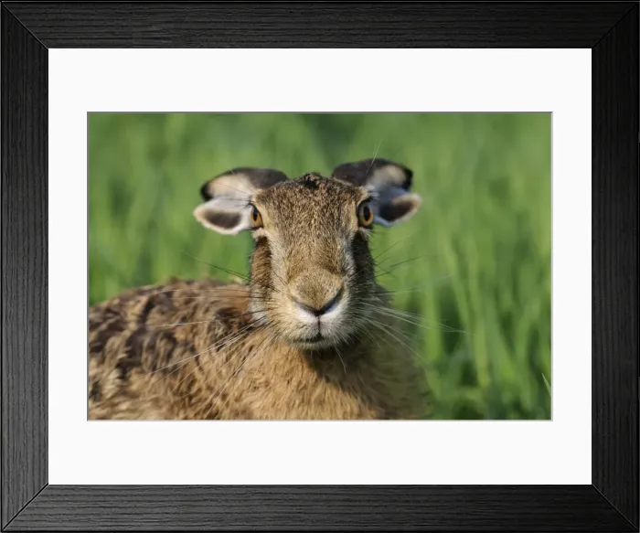 Framed Print : European hare - close-up with ears back Framed Print : European hare - close-up with ears back