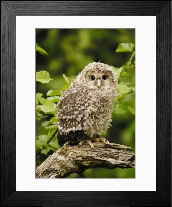 Framed Print : young Ural owl, Germany Framed Print : young Ural owl, Germany