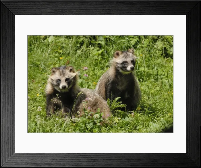 Framed Print : Raccoon dogs, Germany