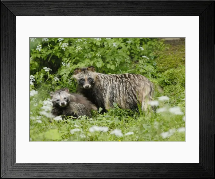 Framed Print : Raccoon dog - mother with young one, Germany Framed Print : Raccoon dog - mother with young one, Germany