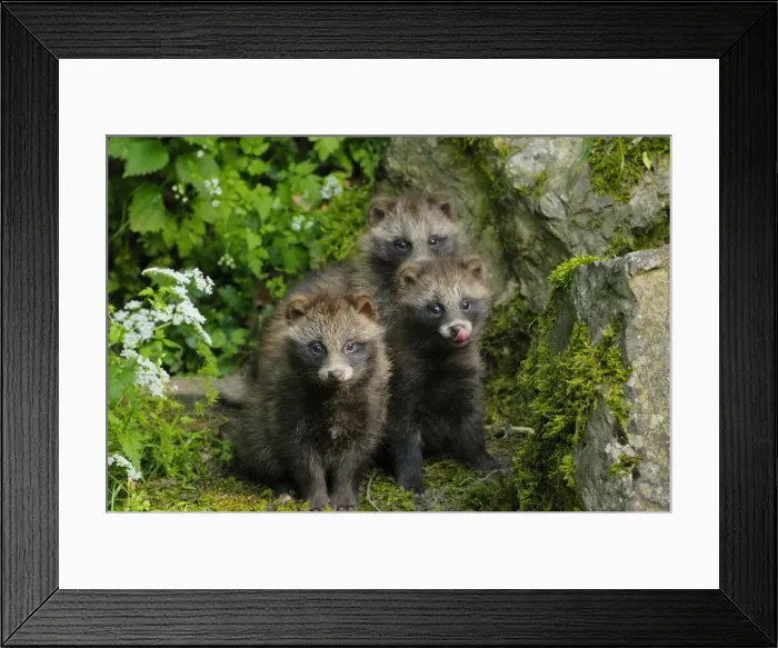 Framed Print : Raccoon dog - three young ones, Germany Framed Print : Raccoon dog - three young ones, Germany