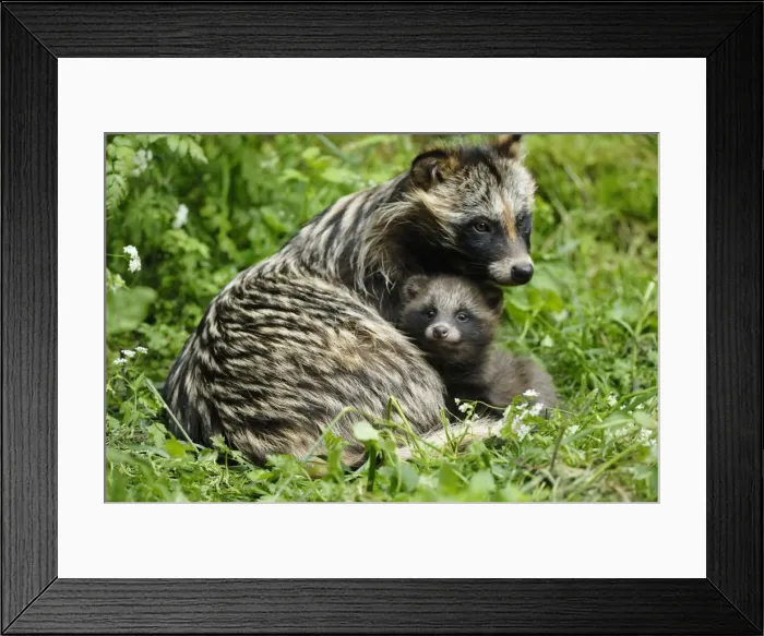 Framed Print : Raccoon dog - mother with young one, Germany Framed Print : Raccoon dog - mother with young one, Germany