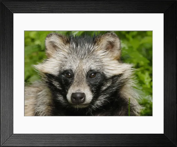 Framed Print : Raccoon dog - portrait, Germany