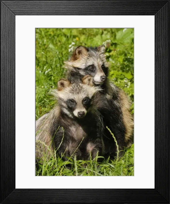 Framed Print : Raccoon dogs, Germany Framed Print : Raccoon dogs, Germany
