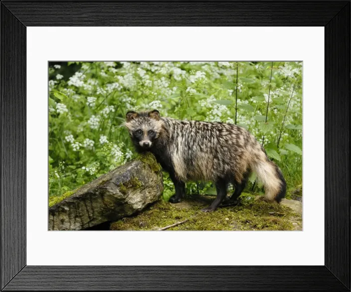 Framed Print : Raccoon dog, Germany Framed Print : Raccoon dog, Germany