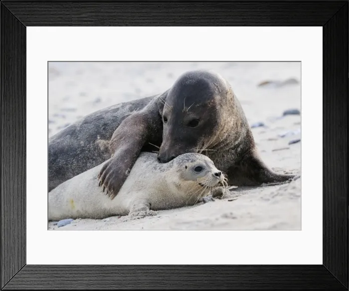 Framed Print : Grey seal - male and young on a beach. Helgoland - Germany Framed Print : Grey seal - male and young on a beach. Helgoland - Germany