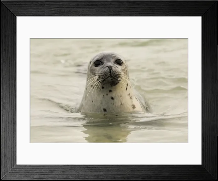 Framed Print : Harbour seal - looking out of water Framed Print : Harbour seal - looking out of water