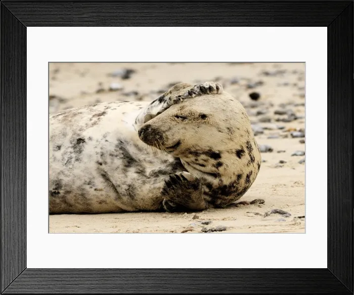 Framed Print : Grey seal - scratching his head on beach. Helgoland - Germany Framed Print : Grey seal - scratching his head on beach. Helgoland - Germany