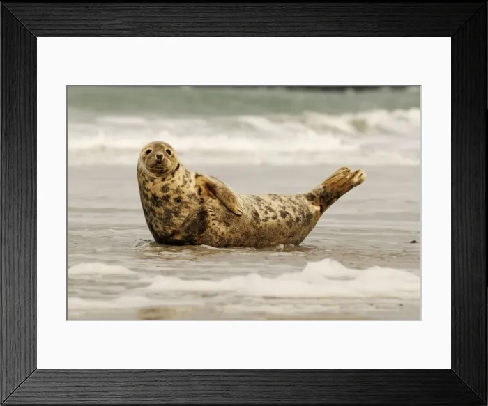 Framed Print : Grey seal - on beach. Helgoland - Germany Framed Print : Grey seal - on beach. Helgoland - Germany