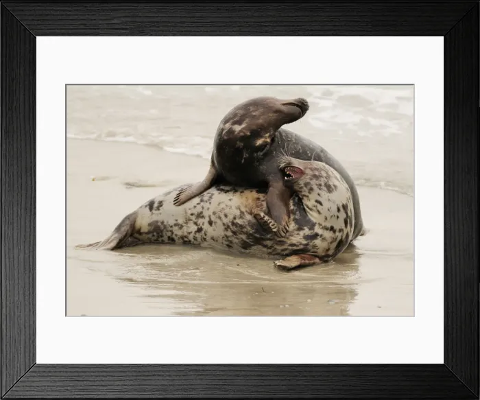 Framed Print : Grey seal - male and female playing in mating season. Helgoland - Germany Framed Print : Grey seal - male and female playing in mating season. Helgoland - Germany