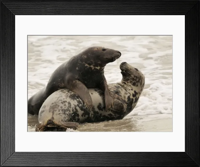 Framed Print : Grey seal - male and female playing in mating season. Helgoland - Germany Framed Print : Grey seal - male and female playing in mating season. Helgoland - Germany