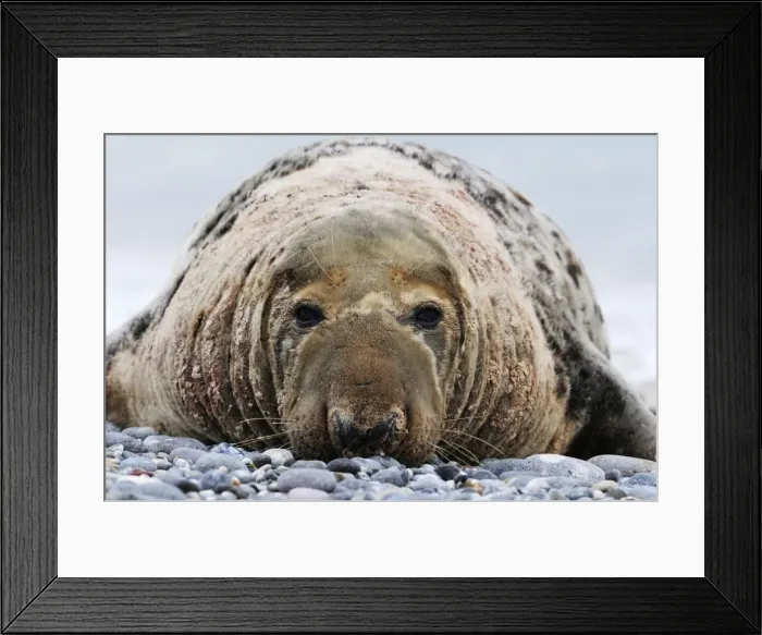 Framed Print : Grey seal - old male on beach. Helgoland, Germany Framed Print : Grey seal - old male on beach. Helgoland, Germany