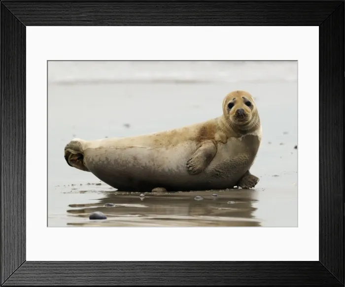 Framed Print : Grey seal. Helgoland - Germany Framed Print : Grey seal. Helgoland - Germany