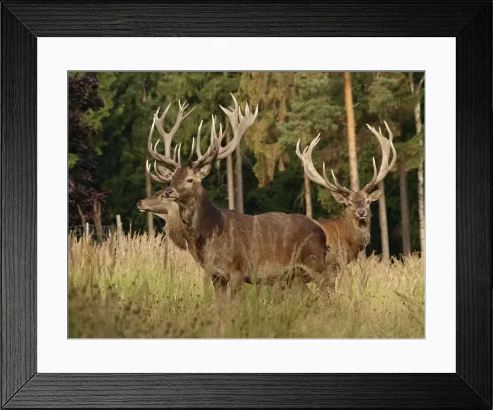 Framed Print : Red deer - bucks in summer - Germany Framed Print : Red deer - bucks in summer - Germany