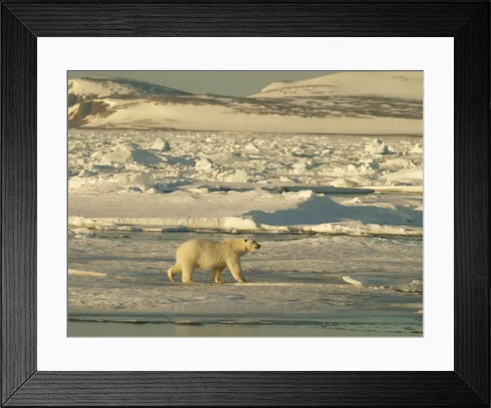 Framed Print : Polar bear on pack ice - Svalbard - Norway Framed Print : Polar bear on pack ice - Svalbard - Norway