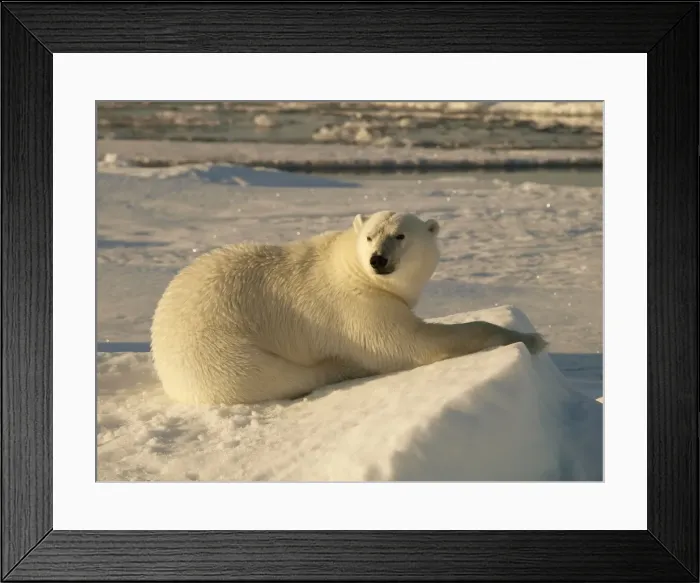 Framed Print : Polar bear - female resting on pack ice - Svalbard - Norway Framed Print : Polar bear - female resting on pack ice - Svalbard - Norway