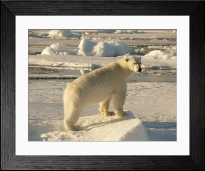 Framed Print : Polar bear - female standing on pack ice - Svalbard - Norway Framed Print : Polar bear - female standing on pack ice - Svalbard - Norway