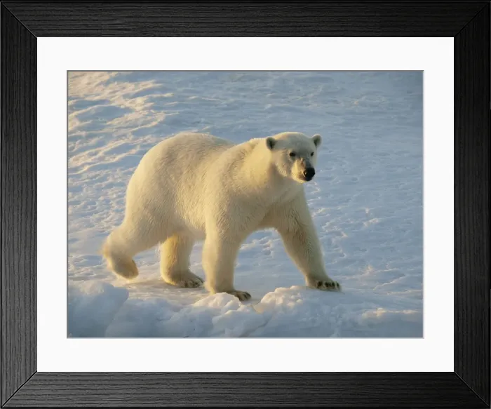 Framed Print : Polar bear - female walking on pack ice - Svalbard - Norway Framed Print : Polar bear - female walking on pack ice - Svalbard - Norway