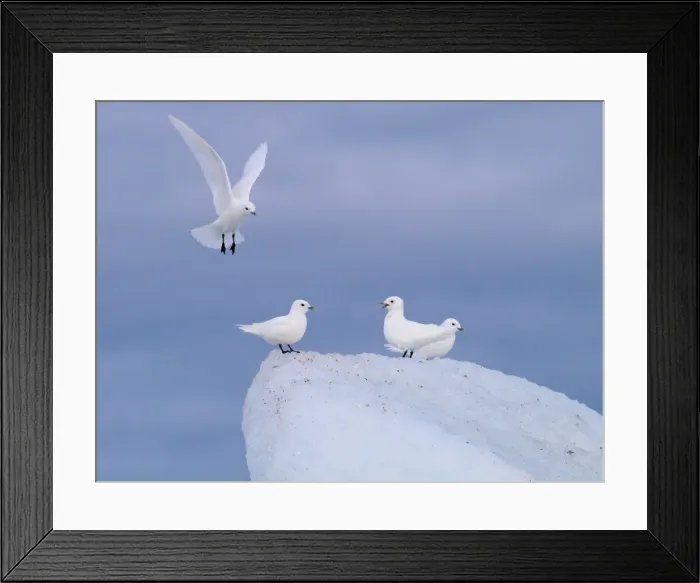 Framed Print : Ivory Gulls - Svalbard - Norway Framed Print : Ivory Gulls - Svalbard - Norway