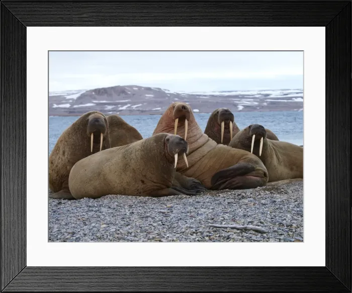 Framed Print : Walrus - group. Svalbard - Norway Framed Print : Walrus - group. Svalbard - Norway