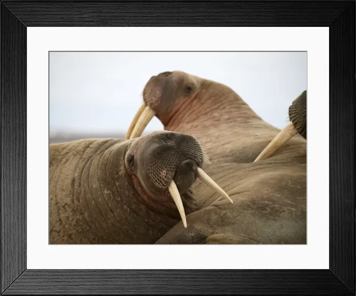 Framed Print : Walrus - group. Svalbard - Norway Framed Print : Walrus - group. Svalbard - Norway