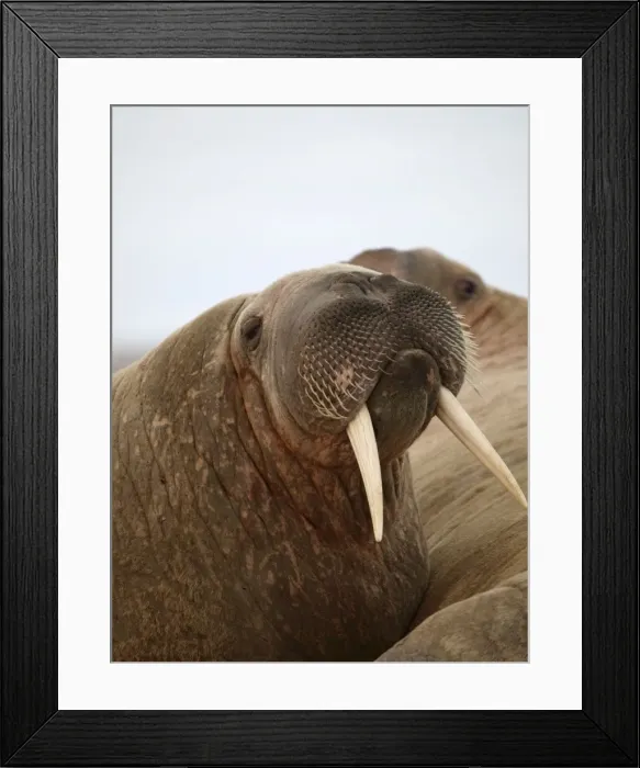 Framed Print : Walrus. Svalbard - Norway Framed Print : Walrus. Svalbard - Norway
