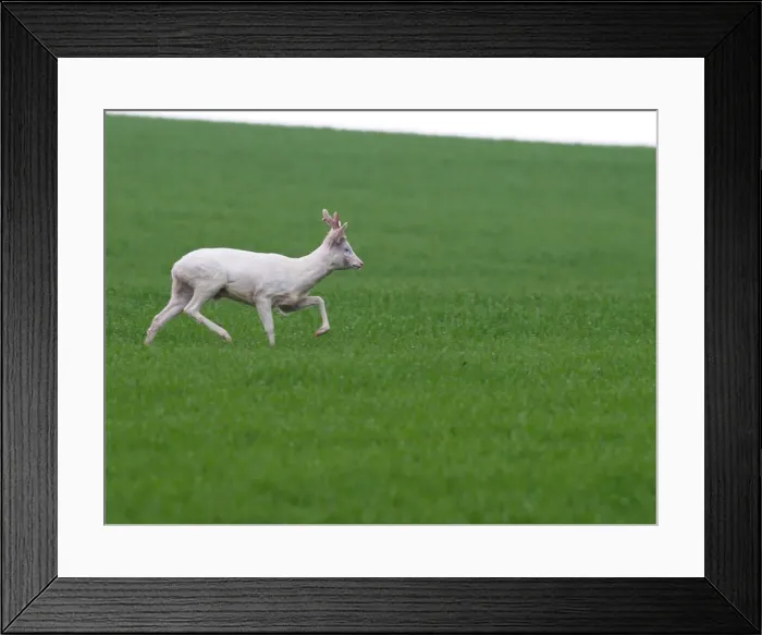 Framed Print : European Roe Deer buck albino - Germany Framed Print : European Roe Deer buck albino - Germany