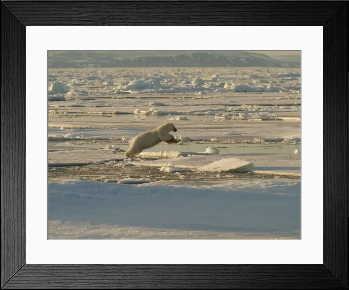 Framed Print : Polar bear jumping from one ice floe to another. Svalbard - Norway Framed Print : Polar bear jumping from one ice floe to another. Svalbard - Norway