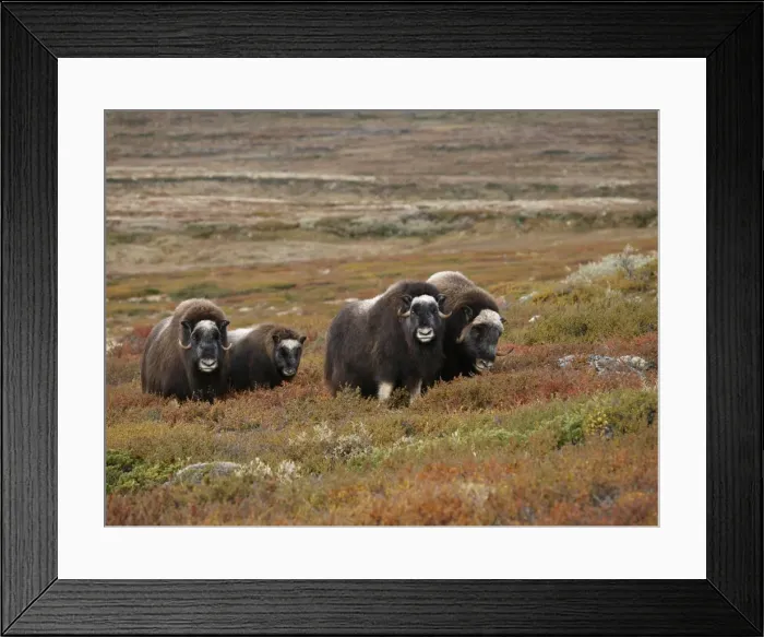 Framed Print : Muskox. Dovrefjell NP - Norway Framed Print : Muskox. Dovrefjell NP - Norway