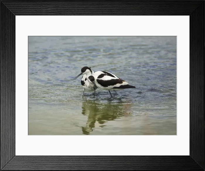Framed Print : Avocet - 2 birds fighting over territory, Texel, Holland Framed Print : Avocet - 2 birds fighting over territory, Texel, Holland