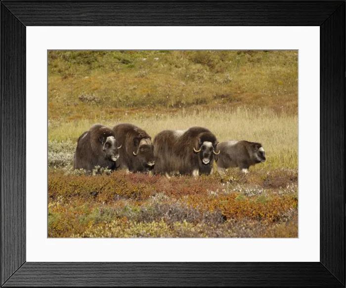 Framed Print : Muskox. Dovrefjell NP - Norway Framed Print : Muskox. Dovrefjell NP - Norway