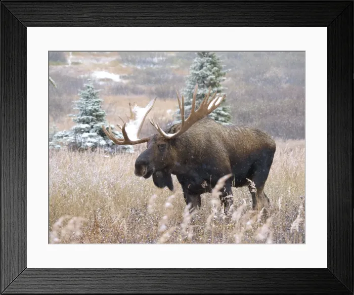 Framed Print : Alaksan Moose - bull in blizzard - Alaska - USA Framed Print : Alaksan Moose - bull in blizzard - Alaska - USA