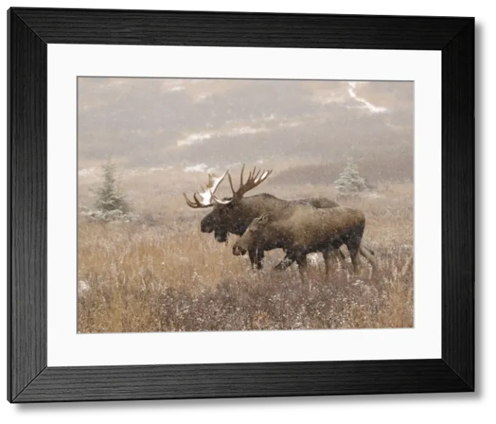 Framed Print : Alaksan Moose - bull & cow in snowfall - Alaska - USA Framed Print : Alaksan Moose - bull & cow in snowfall - Alaska - USA