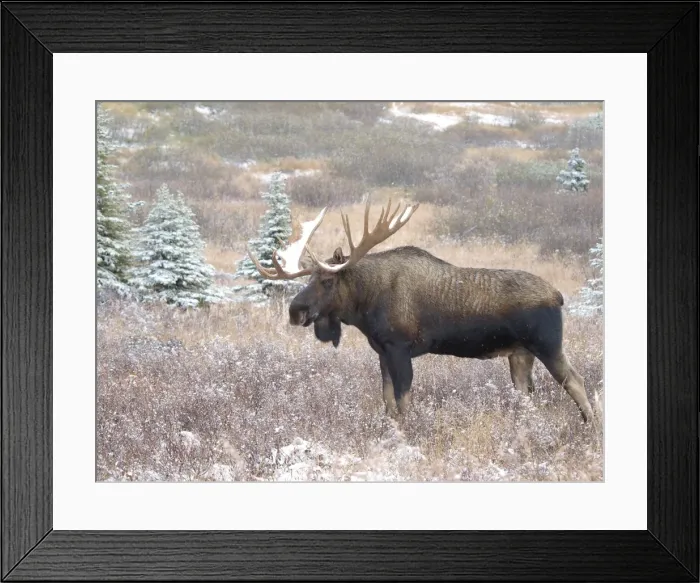 Framed Print : Alaksan Moose - bull in snowfall - Alaska - USA Framed Print : Alaksan Moose - bull in snowfall - Alaska - USA