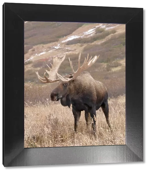 Alaskan Moose. Alaska - USA