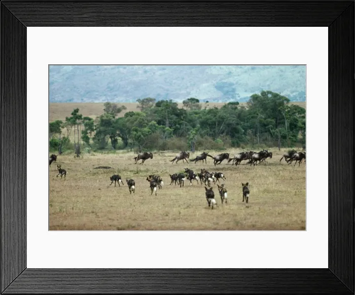 Framed Print : African Hunting Dogs - pack hunting wildebeest Framed Print : African Hunting Dogs - pack hunting wildebeest