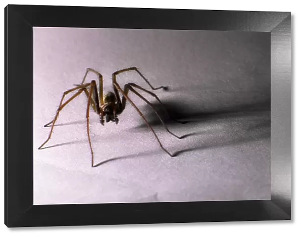 House Spider Big hairy male casting sinister shadow Reading house, UK