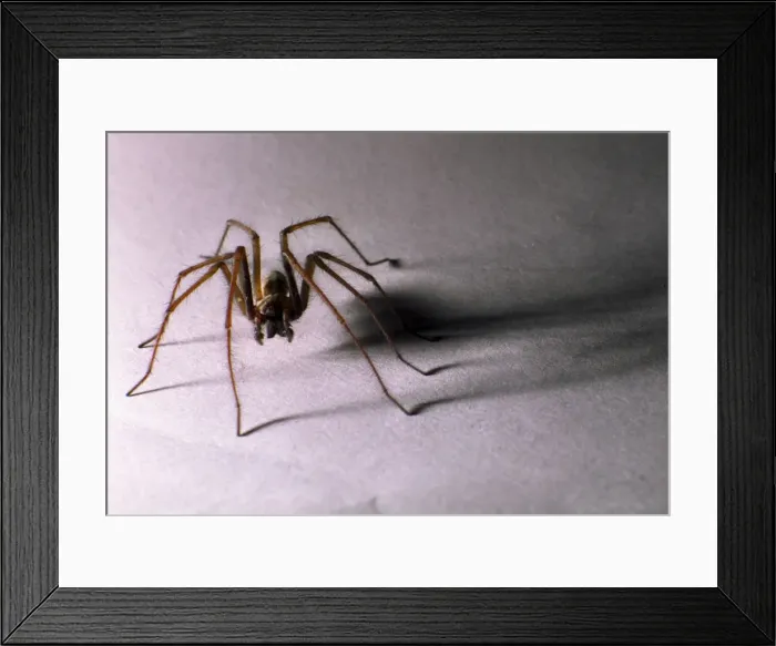 Framed Print : House Spider Big hairy male casting sinister shadow Reading house, UK Framed Print : House Spider Big hairy male casting sinister shadow Reading house, UK