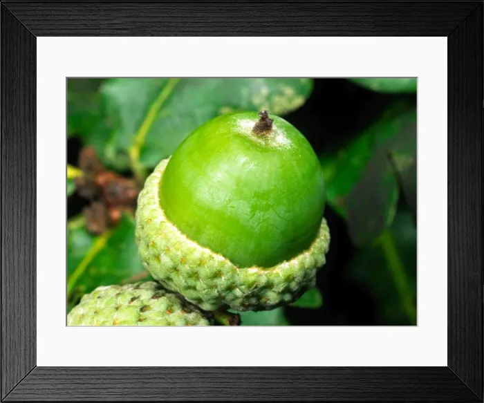 Framed Print : Single Acorn of Oak Tree Berkshire, UK Framed Print : Single Acorn of Oak Tree Berkshire, UK