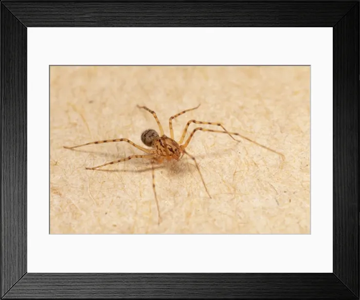 Framed Print : Spitting Spider - inside house UK Framed Print : Spitting Spider - inside house UK