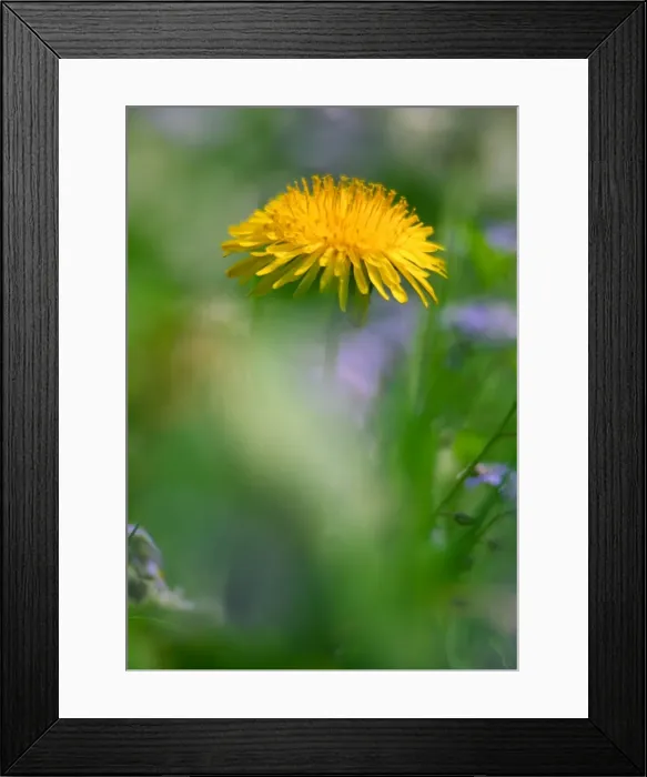 Framed Print : Dandelion flower UK garden Framed Print : Dandelion flower UK garden