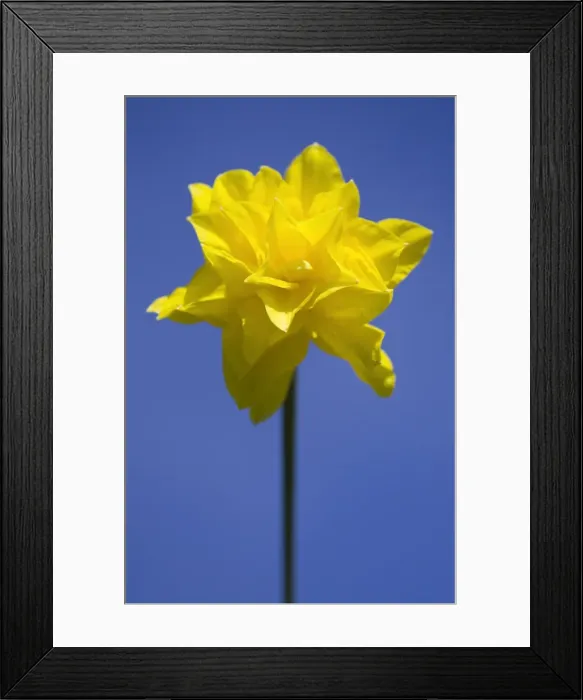 Framed Print : Daffodil variety ‘Golden Ducat Location: Cornwall, UK Framed Print : Daffodil variety ‘Golden Ducat Location: Cornwall, UK