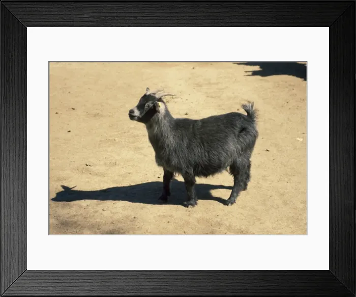 Framed Print : Cameroon Dwarf Goat West Africa Framed Print : Cameroon Dwarf Goat West Africa