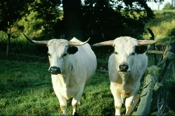 White Park Cattle - ancient herd