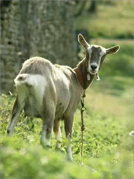 Goat - female