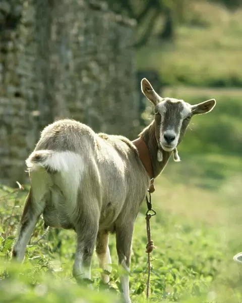 Goat - female