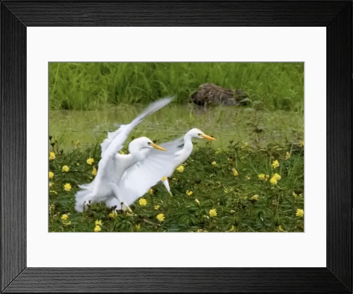 Framed Print : Cattle Egrets - Ruaha National Park - Tanzania - Africa Framed Print : Cattle Egrets - Ruaha National Park - Tanzania - Africa