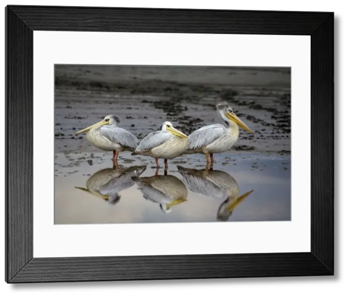 Framed Print : Resting Pelicans - With reflection in water - Lake Ndutu - Ngorongoro - Tanzania - Africa Framed Print : Resting Pelicans - With reflection in water - Lake Ndutu - Ngorongoro - Tanzania - Africa
