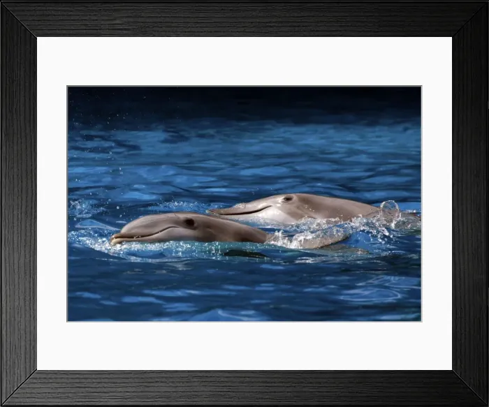 Framed Print : Bottlenose Dolphin - Resting at surface Framed Print : Bottlenose Dolphin - Resting at surface