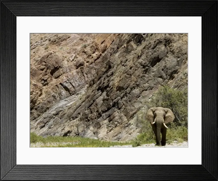 Framed Print : Desert Elephant in Kaokoland Namibia - Africa Framed Print : Desert Elephant in Kaokoland Namibia - Africa
